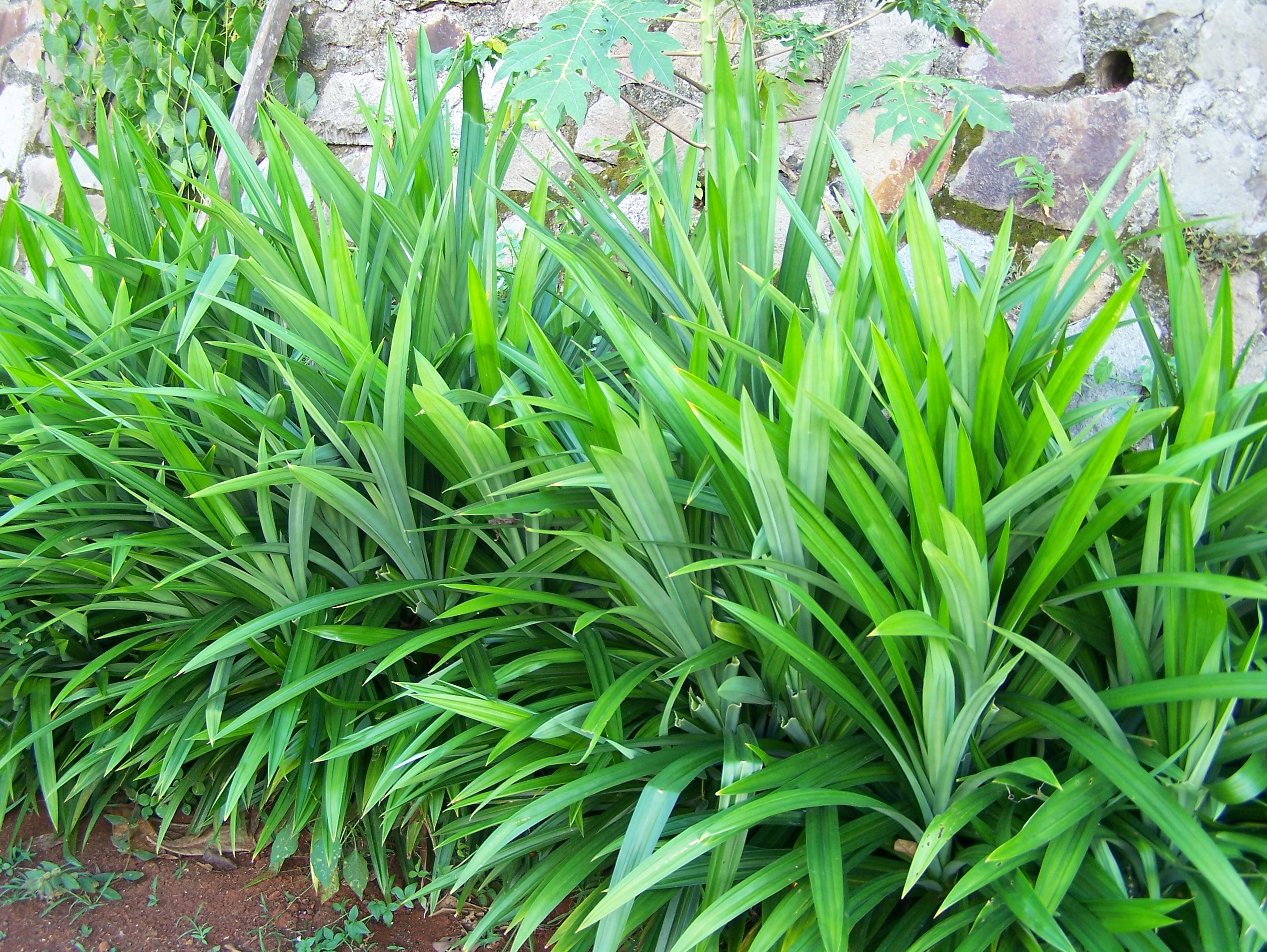 Gambar Daun Pandan Wangi - KibrisPDR