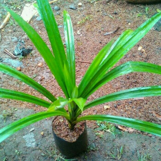 Detail Gambar Daun Pandan Wangi Nomer 13