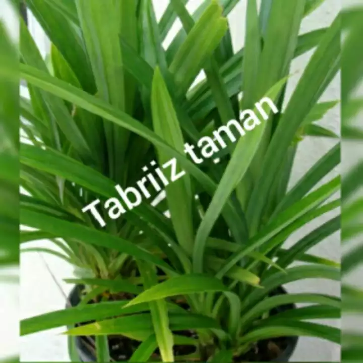 Detail Gambar Daun Pandan Wangi Nomer 32