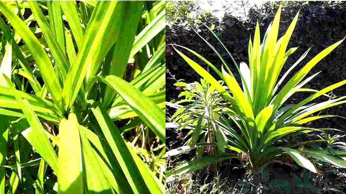 Detail Gambar Daun Pandan Wangi Nomer 33