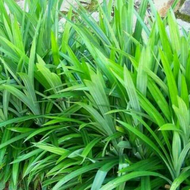 Detail Gambar Daun Pandan Wangi Nomer 35