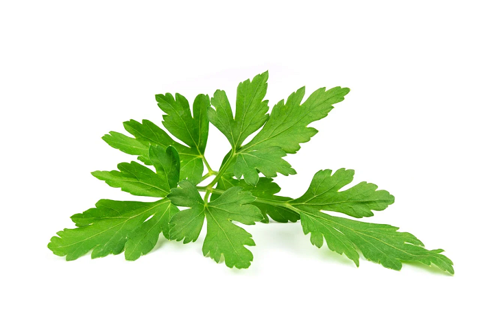 Detail Gambar Daun Parsley Nomer 9