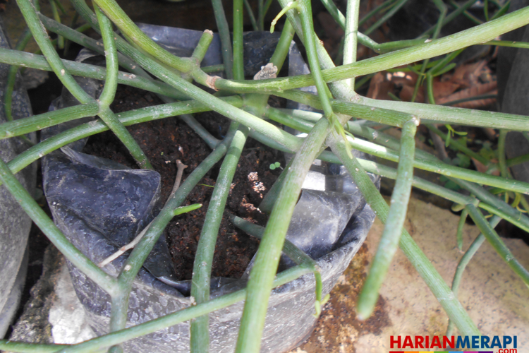 Detail Gambar Daun Patah Tulang Nomer 45