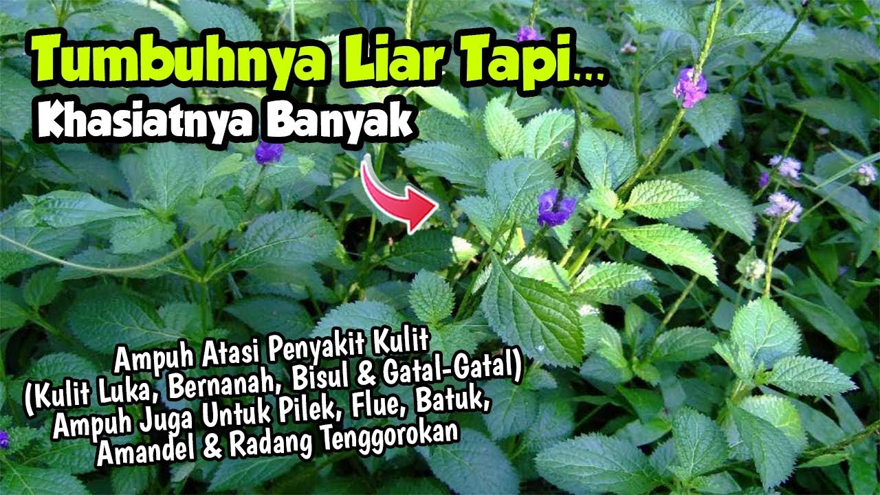 Detail Gambar Daun Pecut Kuda Nomer 16