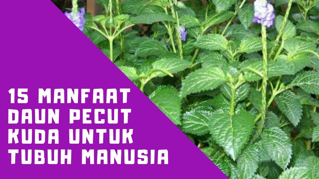 Detail Gambar Daun Pecut Kuda Nomer 27