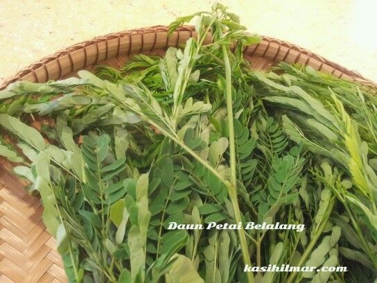 Detail Gambar Daun Petai Nomer 9