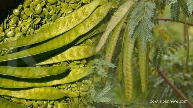 Detail Gambar Daun Petai Nomer 27