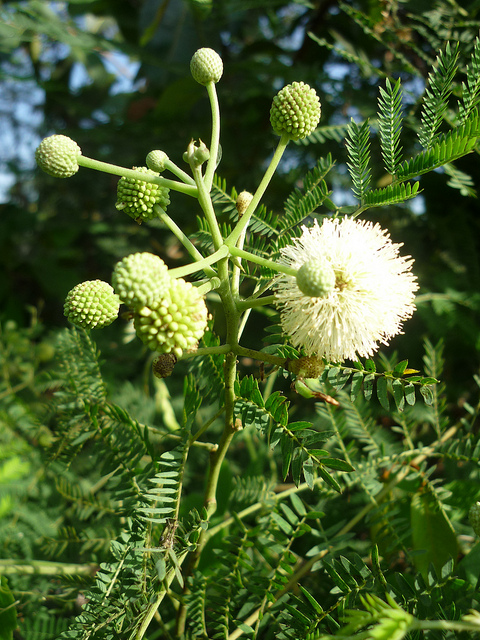 Detail Gambar Daun Petai Nomer 38