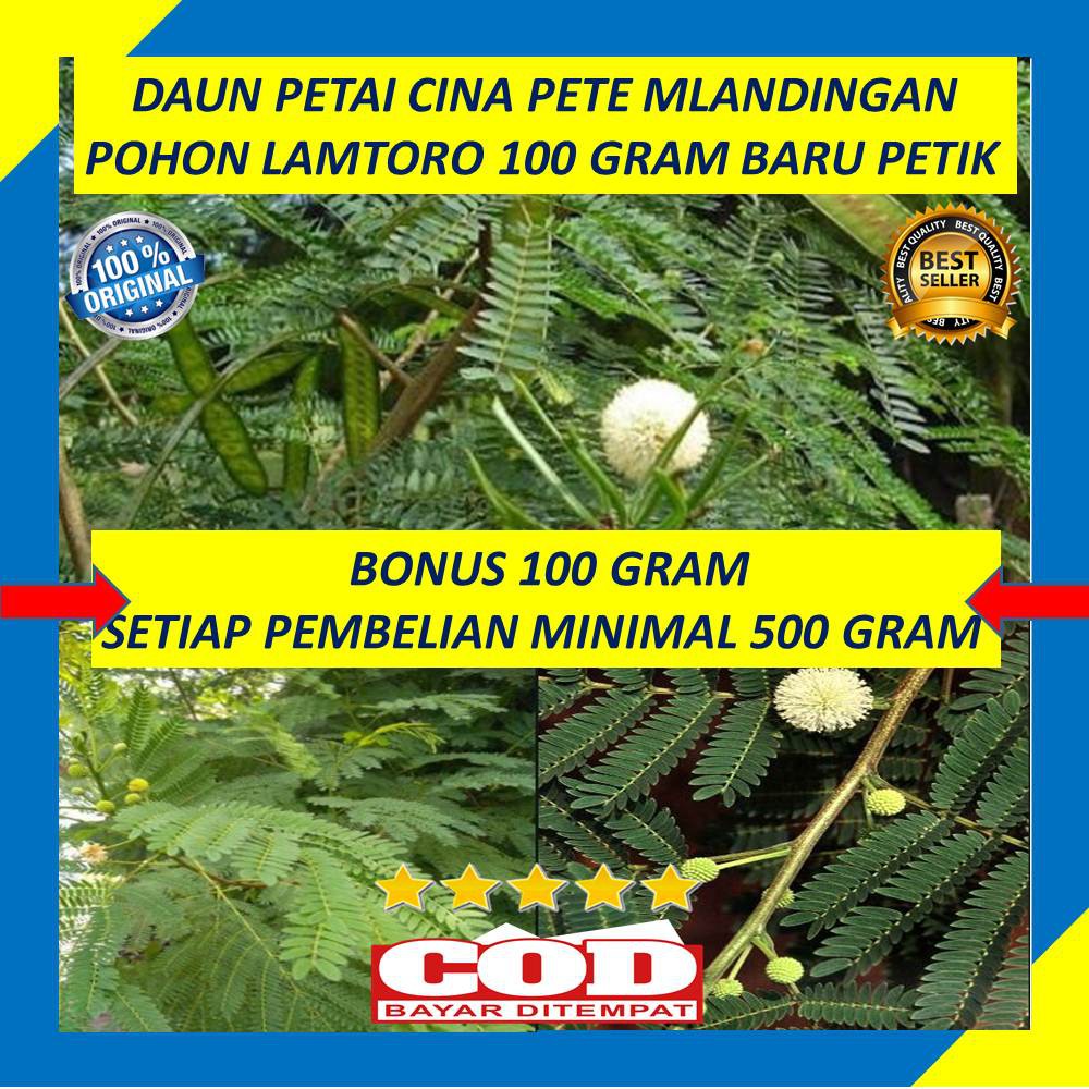 Detail Gambar Daun Petai Nomer 48