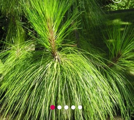 Detail Gambar Daun Pinus Nomer 12