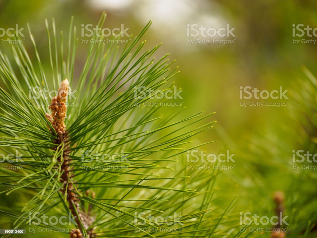 Detail Gambar Daun Pinus Nomer 13