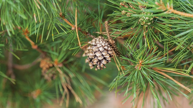 Detail Gambar Daun Pinus Nomer 18