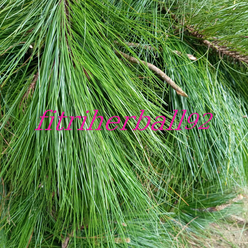 Detail Gambar Daun Pinus Nomer 20