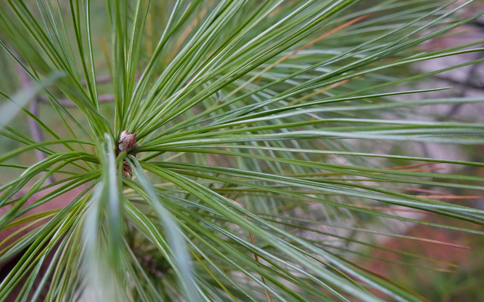Detail Gambar Daun Pinus Nomer 3