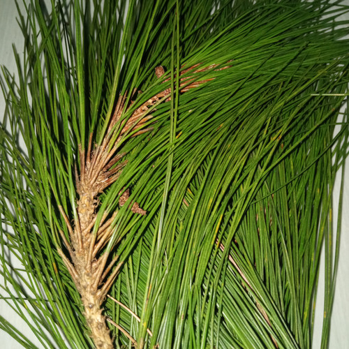 Detail Gambar Daun Pinus Nomer 27