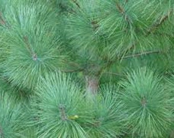 Detail Gambar Daun Pinus Nomer 31