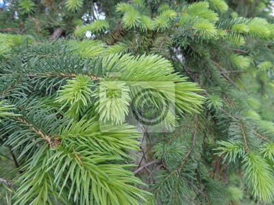 Detail Gambar Daun Pinus Nomer 39