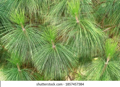 Detail Gambar Daun Pinus Nomer 43