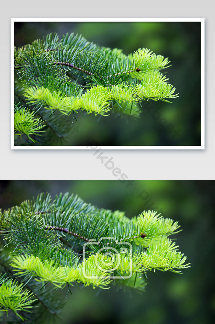 Detail Gambar Daun Pinus Nomer 50