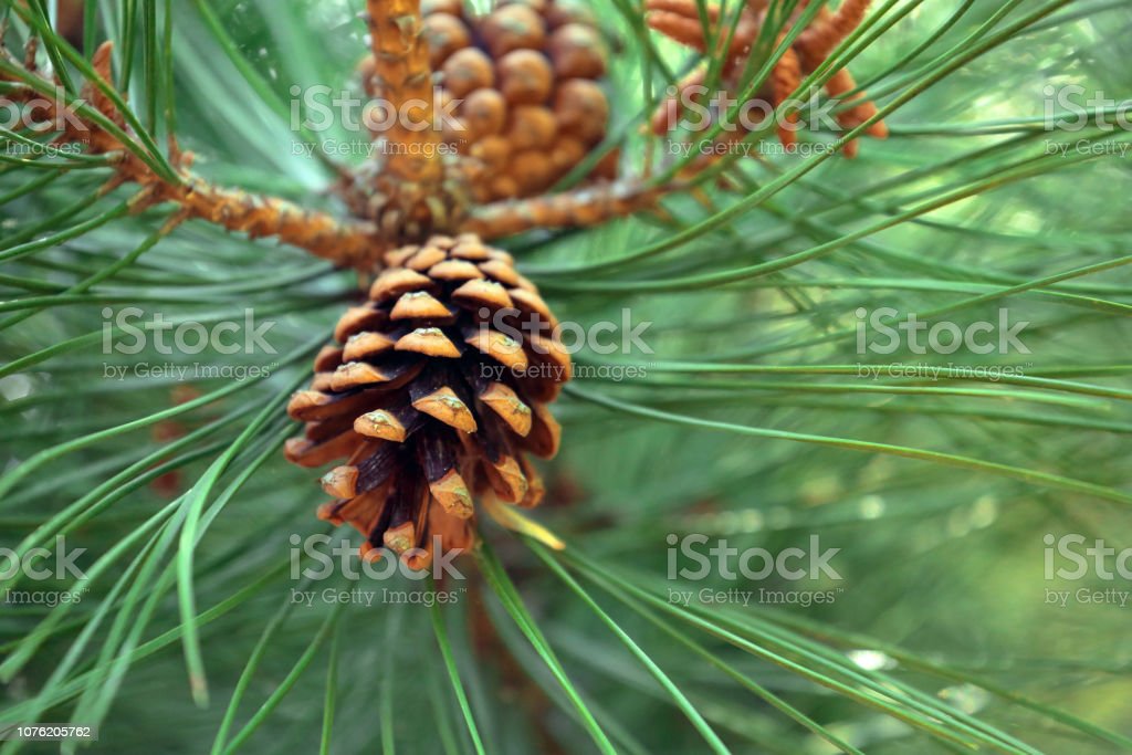 Detail Gambar Daun Pinus Nomer 53