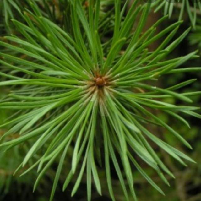 Detail Gambar Daun Pinus Nomer 7