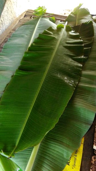 Detail Gambar Daun Pisang Nomer 23