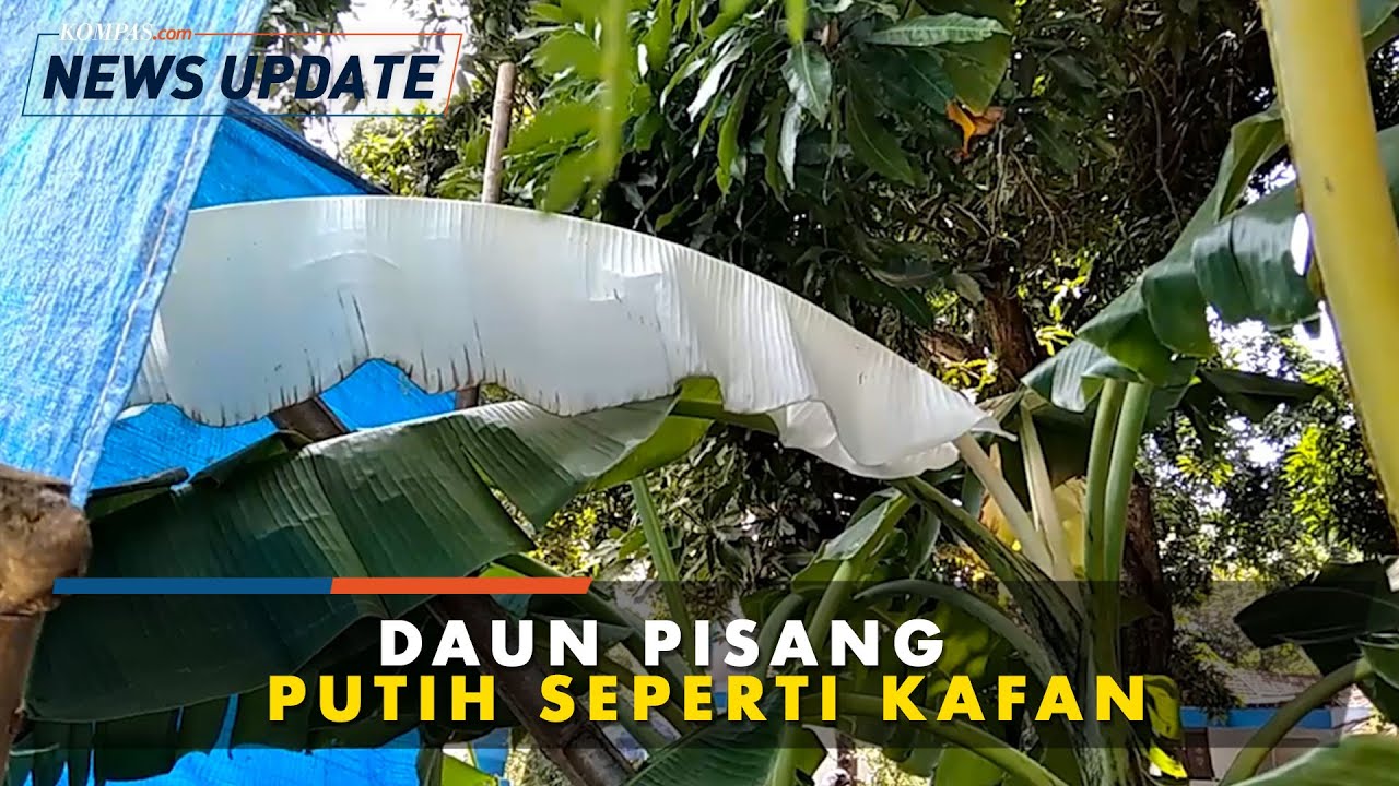 Detail Gambar Daun Pisang Nomer 47