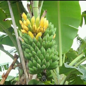 Gambar Daun Pisang Raja - KibrisPDR