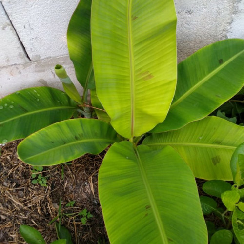 Detail Gambar Daun Pisang Raja Nomer 11