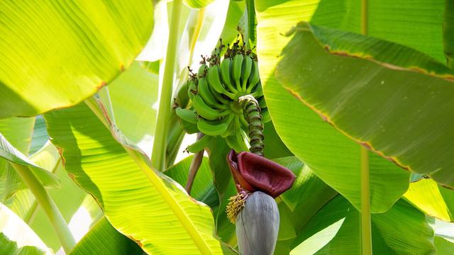 Detail Gambar Daun Pisang Raja Nomer 18