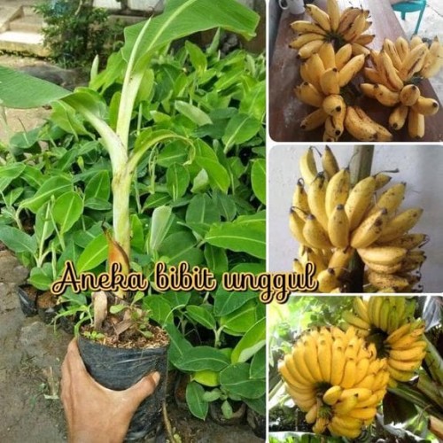 Detail Gambar Daun Pisang Raja Nomer 38