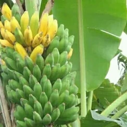 Detail Gambar Daun Pisang Raja Nomer 39