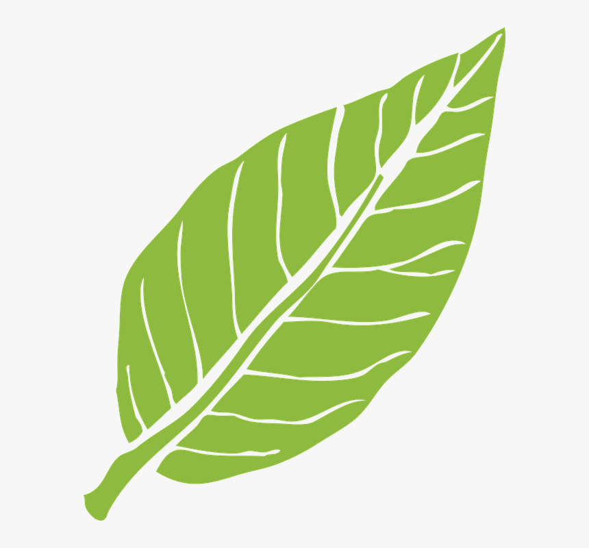 Detail Gambar Daun Png Nomer 2