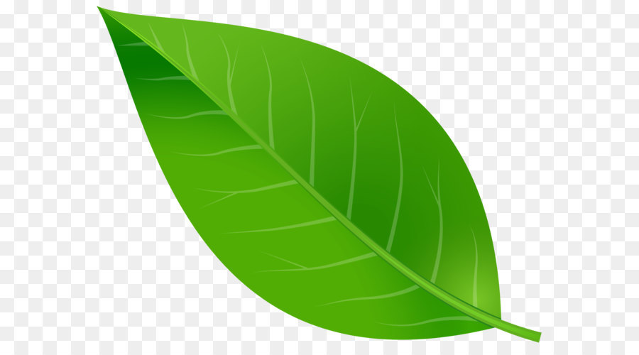 Detail Gambar Daun Png Nomer 16
