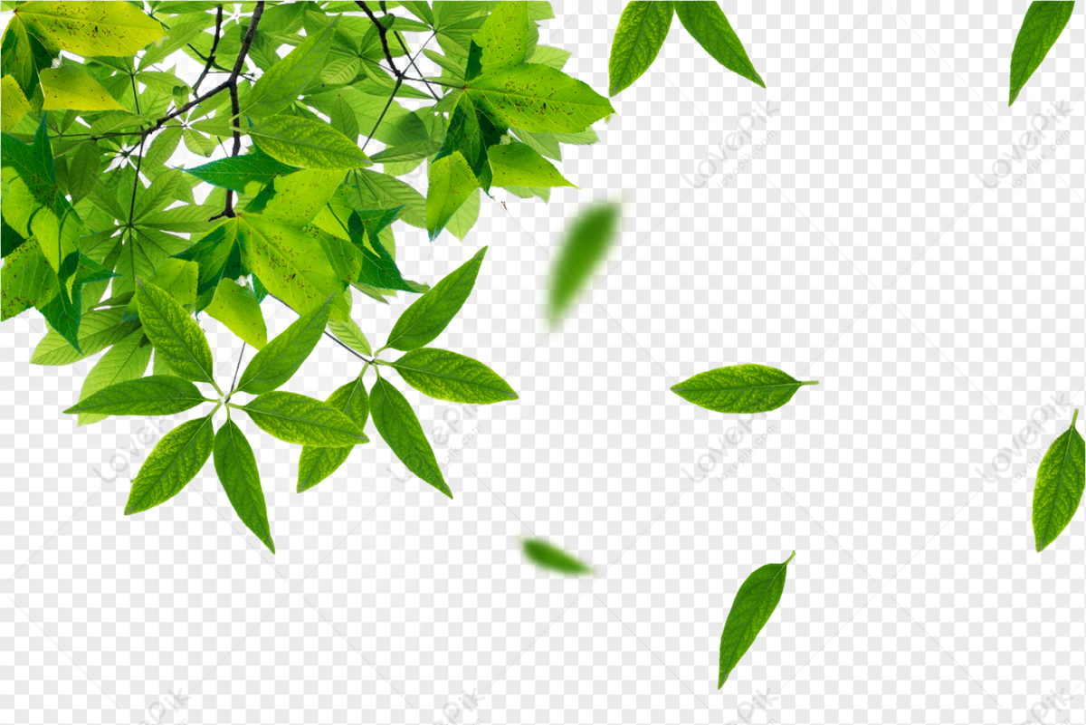Detail Gambar Daun Png Nomer 18