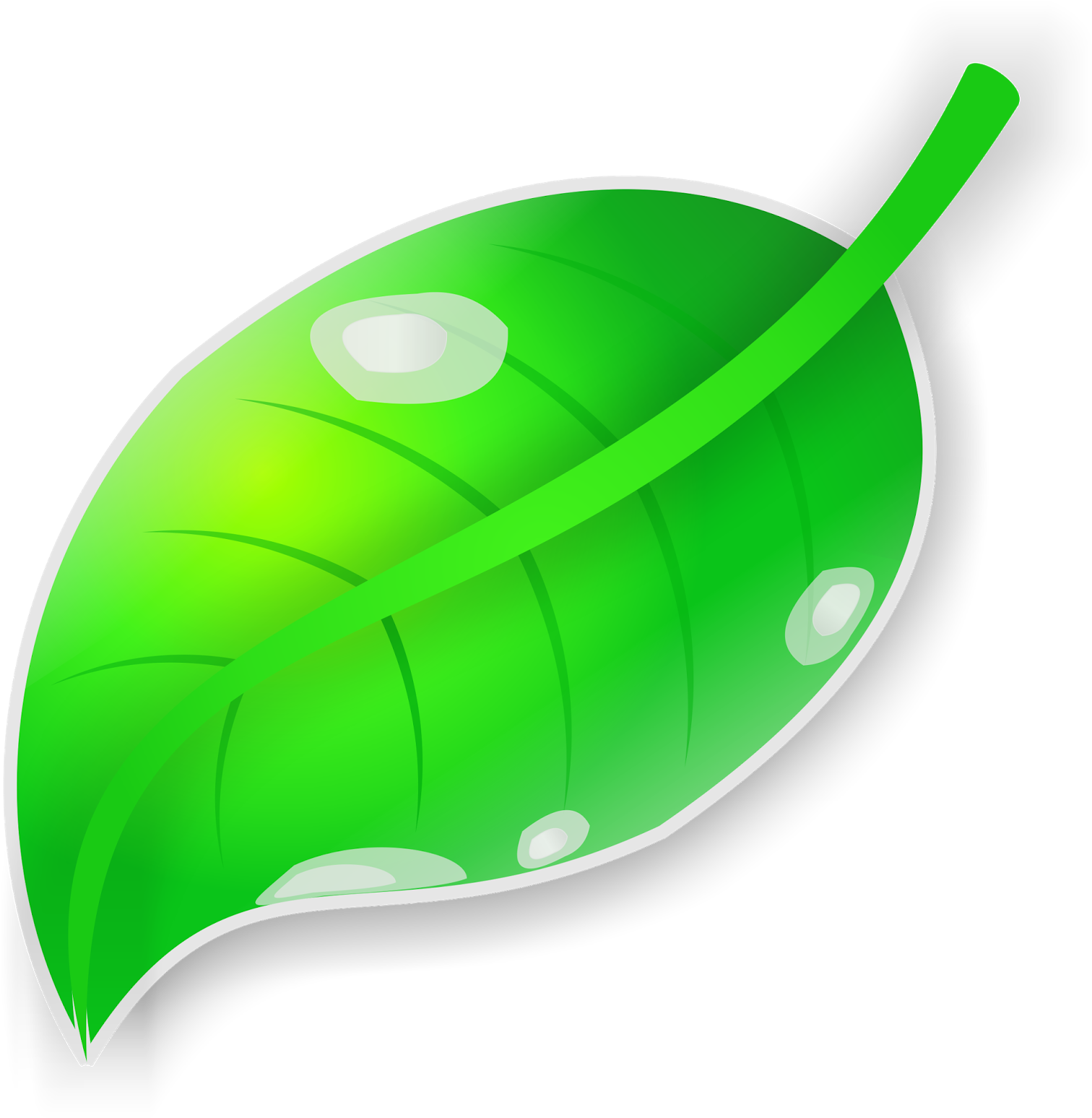 Detail Gambar Daun Png Nomer 19