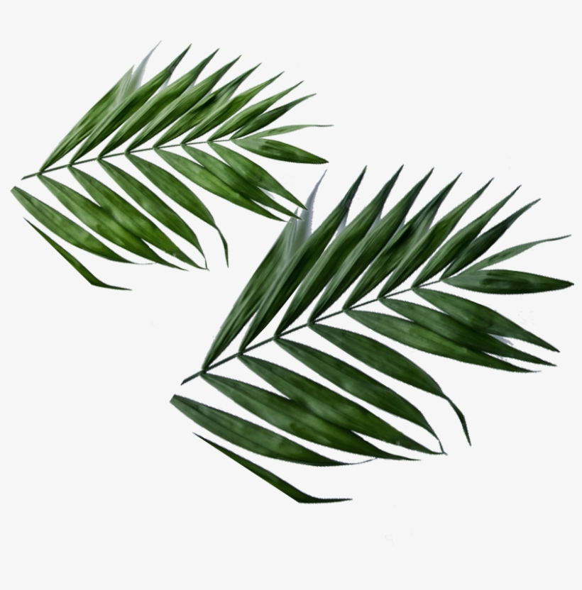 Detail Gambar Daun Png Nomer 25