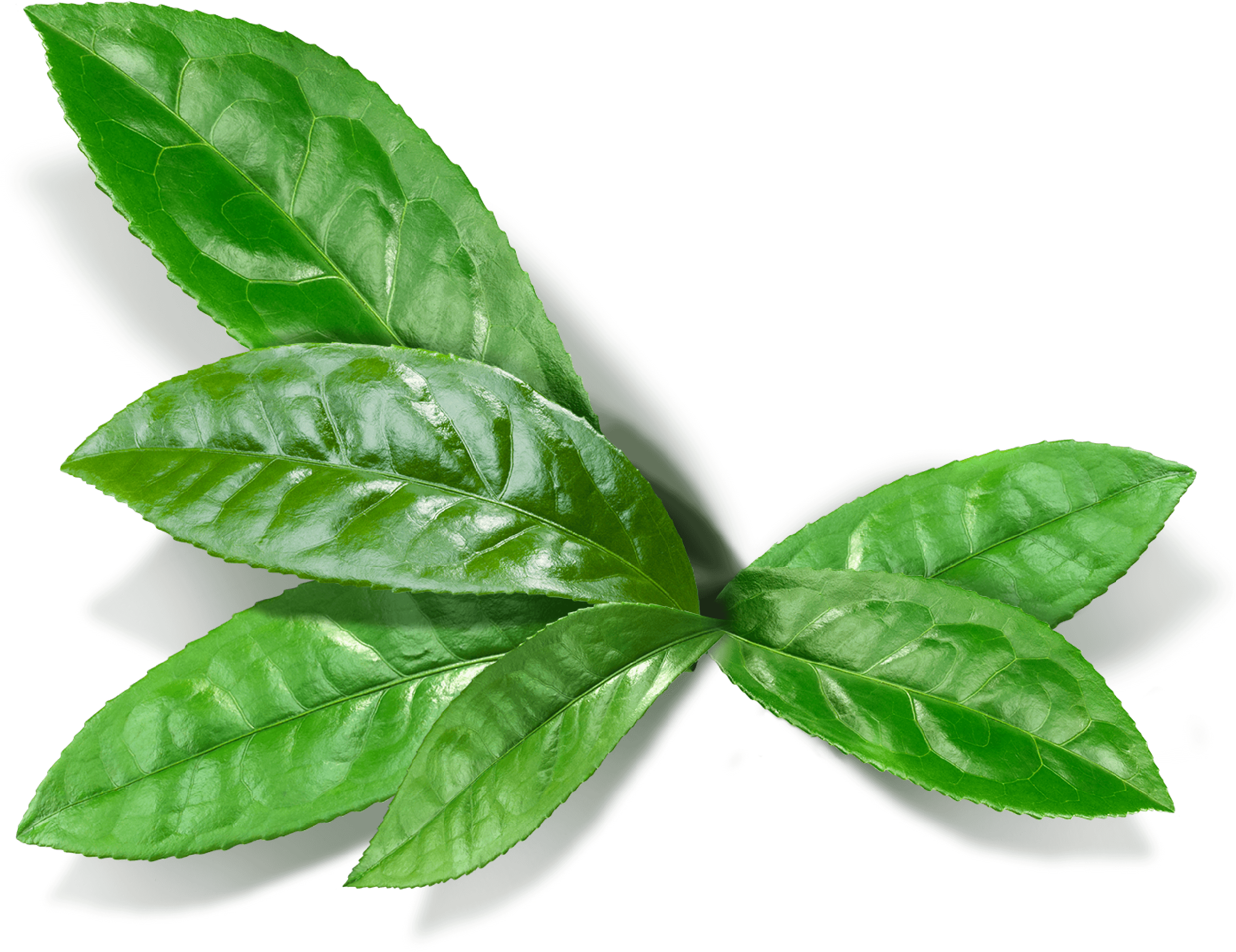 Detail Gambar Daun Png Nomer 31