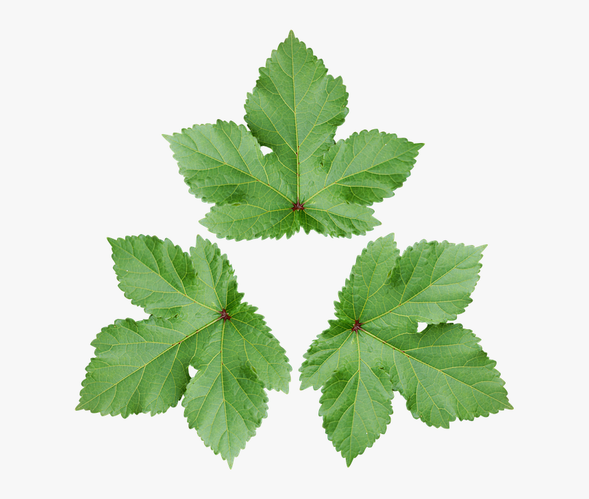 Detail Gambar Daun Png Nomer 34