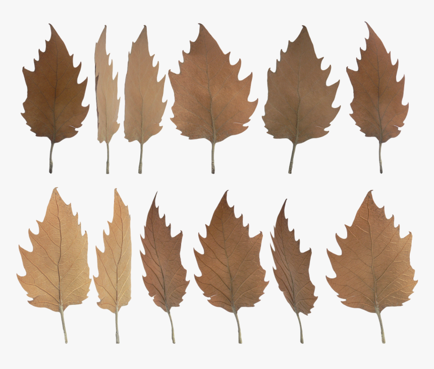 Detail Gambar Daun Png Nomer 37