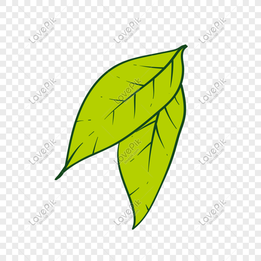 Detail Gambar Daun Png Nomer 42