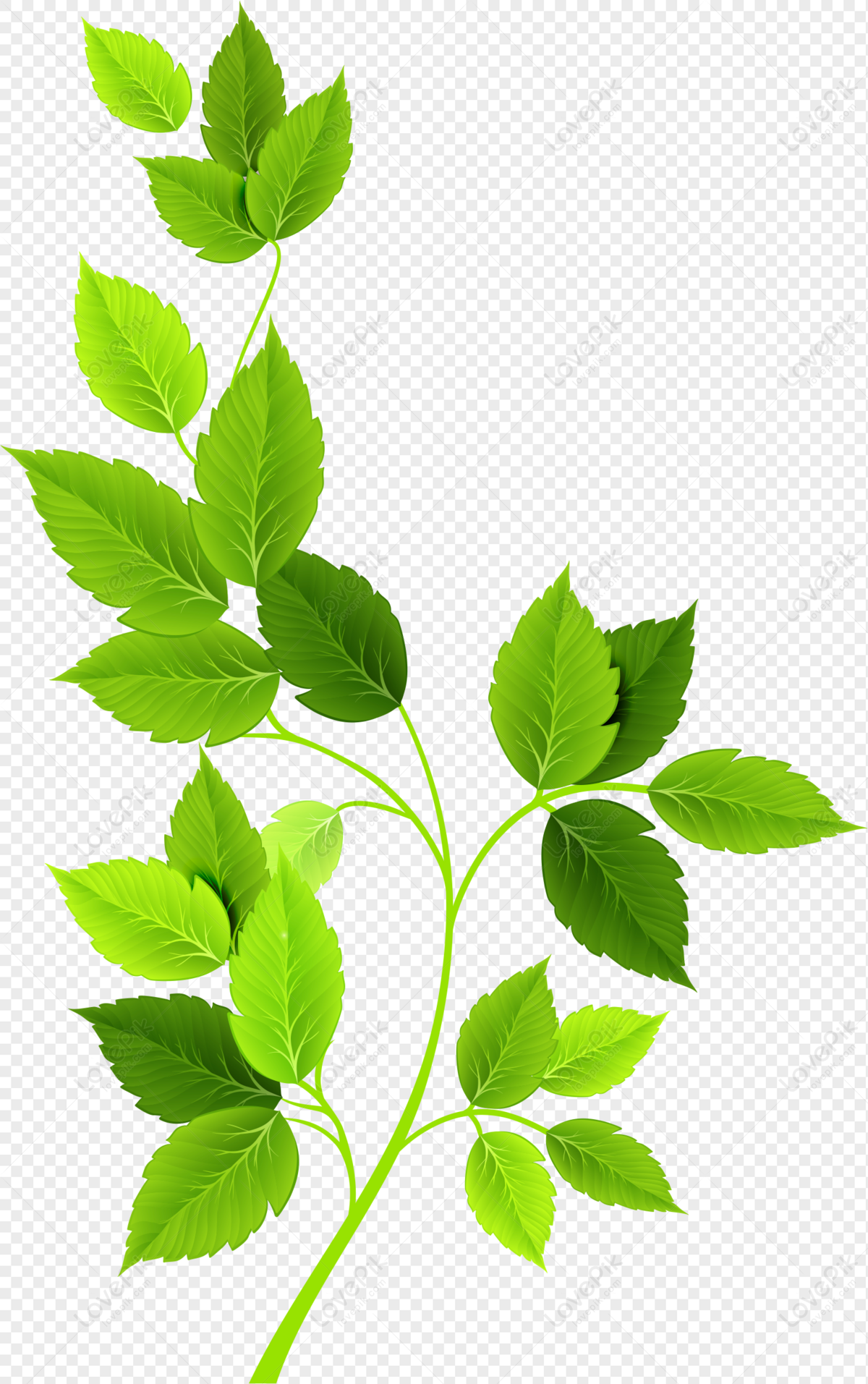 Detail Gambar Daun Png Nomer 49