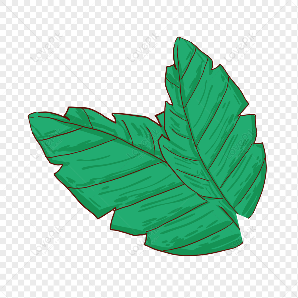 Detail Gambar Daun Png Nomer 50