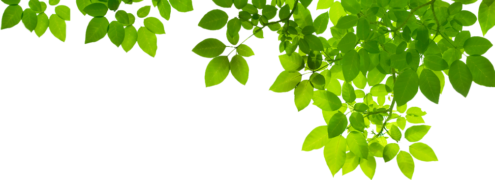 Detail Gambar Daun Png Nomer 53
