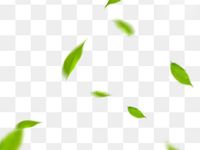 Detail Gambar Daun Png Nomer 56