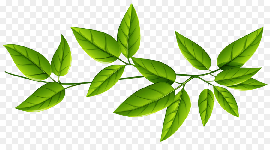 Detail Gambar Daun Png Nomer 9