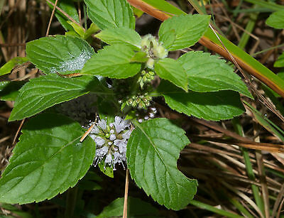 Detail Gambar Daun Poko Nomer 43