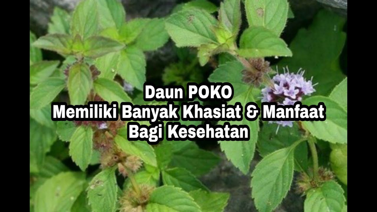 Detail Gambar Daun Poko Nomer 55