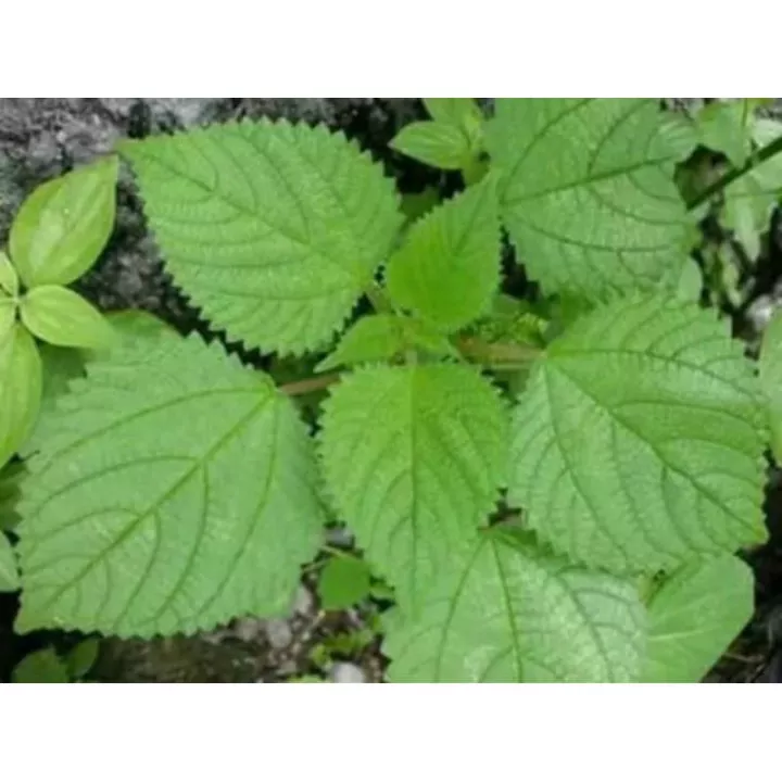 Detail Gambar Daun Pulus Nomer 12