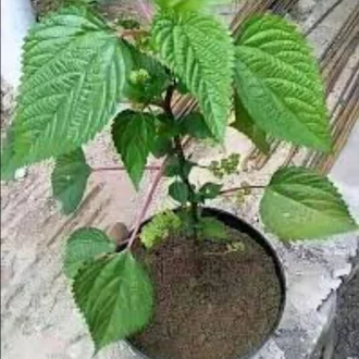 Detail Gambar Daun Pulus Nomer 31